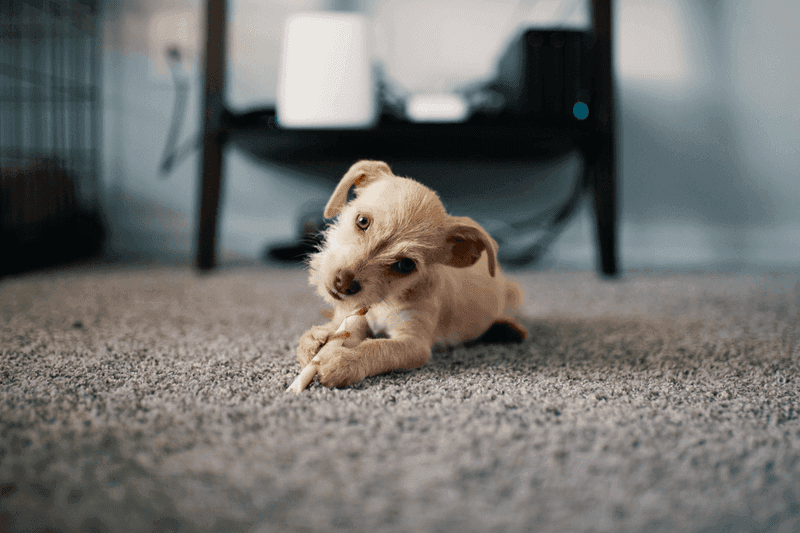 Carpet cleaning in Irmo, SC